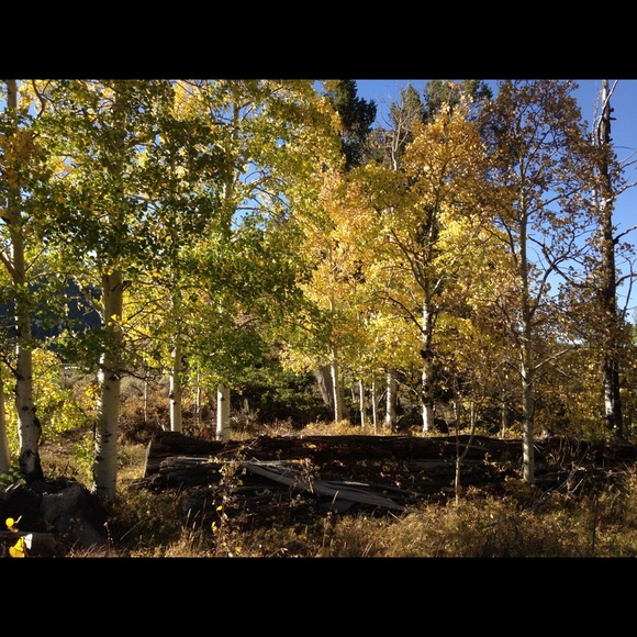 Meet your Posher, Laurie - Picture 5 of 7